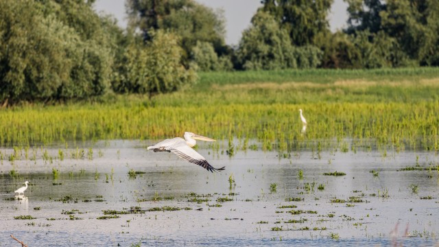 Pelikanid Doonau delta jõe suudmes
