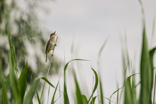Rästas-roolind Doonua delta jõe suudmes kõrkjal siristamas , Rumeenia