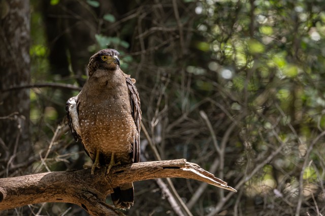 Kotkas istub oksal Wilpattu rahvuspargis Sri Lankal