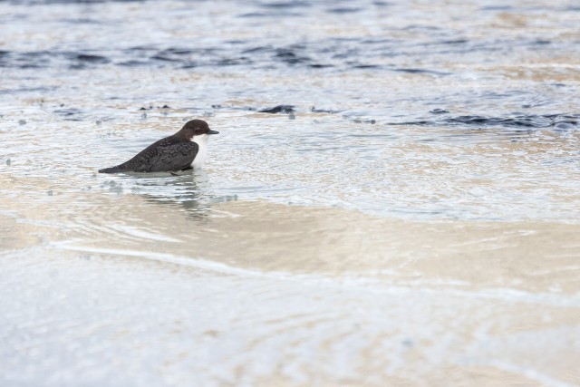 Vesipapp vett nautimas, Soome