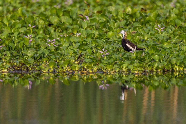 Faasani sabaga jakaana, veelind, kes on tuntud oma ainulaadse võime poolest kõndida hõljuval taimestikul
