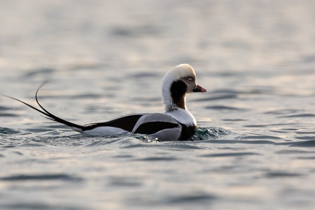 Aul jäises vees, Norra