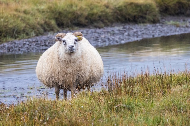 Põhja-Euroopa lühisabalammas Islandil