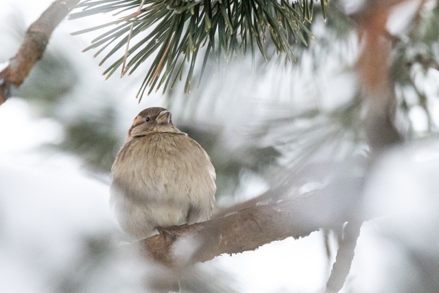 Puhvis koduvarblane männipuu oksal, Soome