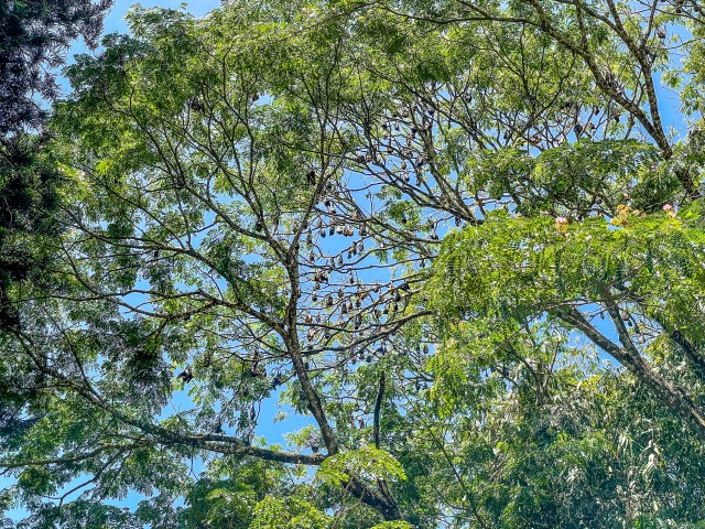Suur linnuparv puuokstel puhkamas, Sri Lanka