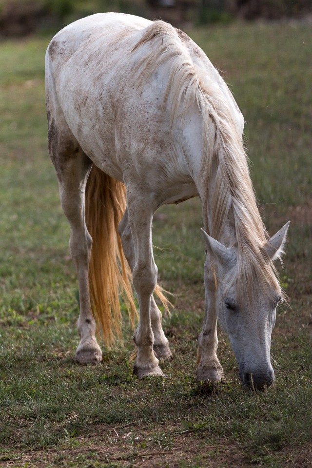Valge hobune rohtu söömas, Hispaania