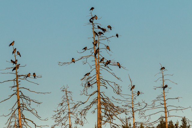 Kuldnokaparv raagus okstel tiibu puhkamas, Kuhmo