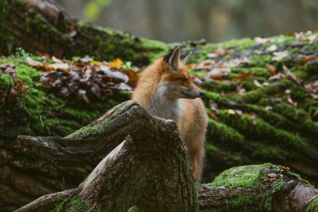 Rebane langenud puutüvede vahel uudistamas, Bieszczady mäestik