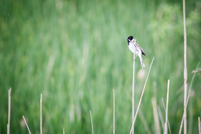 Rootsiitsitaja Gauja rahvuspargis kõrkjal tiibu puhkamas , Lätis