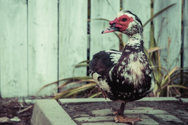 Muskuspart Mila 23 tänavatel Rumeenias