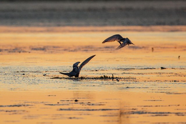 Kolm jõgitiiru Doonau delta jõe suudmes, ühel saak noka vahel lendamas, Rumeenia