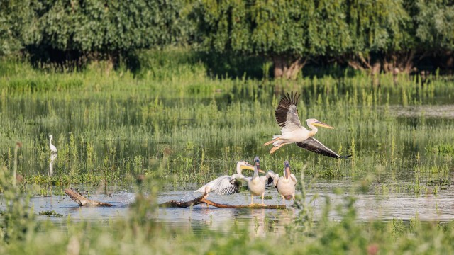 Pelikanid Doonau delta jõe suudmes