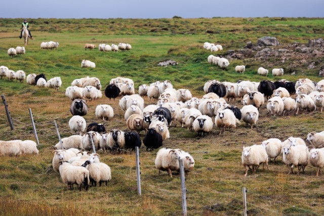 Islandi lambakari karjamaal söömas