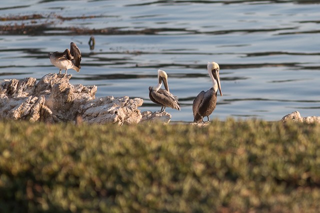 Pelikanid veepiiril päikest nautimas, California