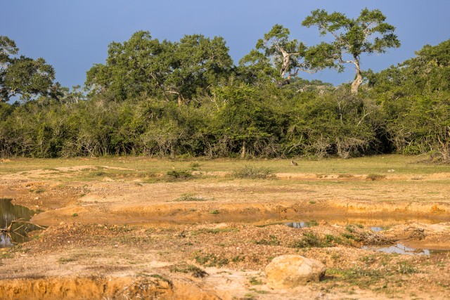 Wilpattu rahvuspark Sri Lankal