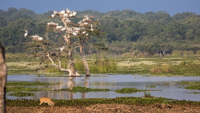 Parv pelikane puu otsas puhkamas Wilpattu rahvuspargis Sri Lankal