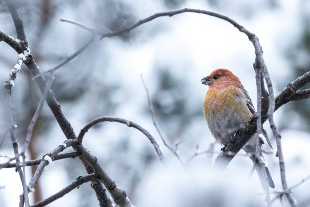 Männileevike lumisel oksal, Soome
