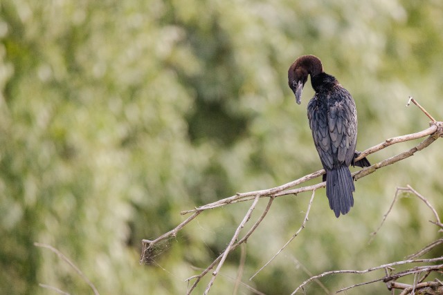 Kääbuskormoran Doonau delta jõe suudme kaldal kuival oksal tiibu puhkamas,Rumeenia