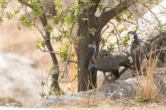 Pärlkanad Mikumi rahvuspargis ringi tatsamas, Tansaanias, Aafrikas