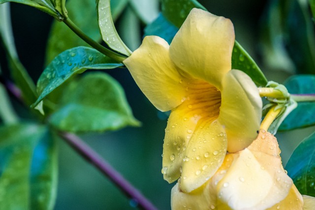 Pildil olev lill on allamanda, tuntud ka kui kuldne trompet või kollane allamanda