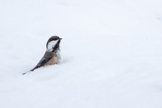 Taigatihane lund nautimas, Soome