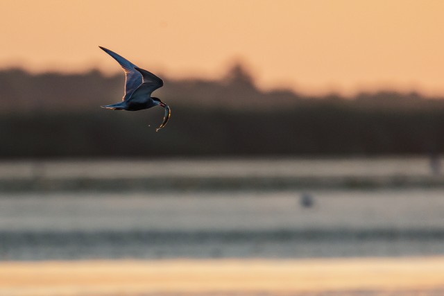Jõgitiir Doonau delta jõe suudmes saak noka vahel lendamas, Rumeenia