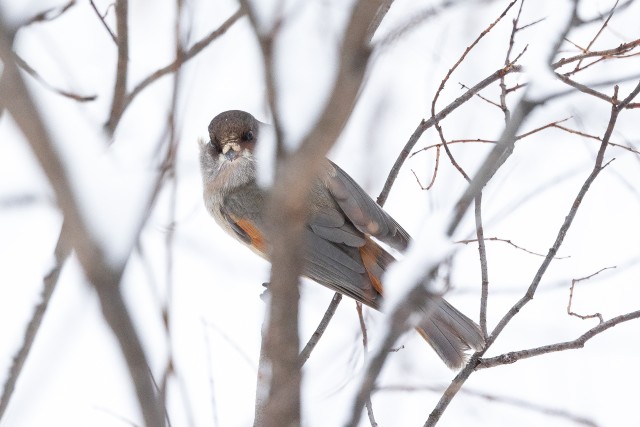 Laanenäär lumisel oksal, Soome