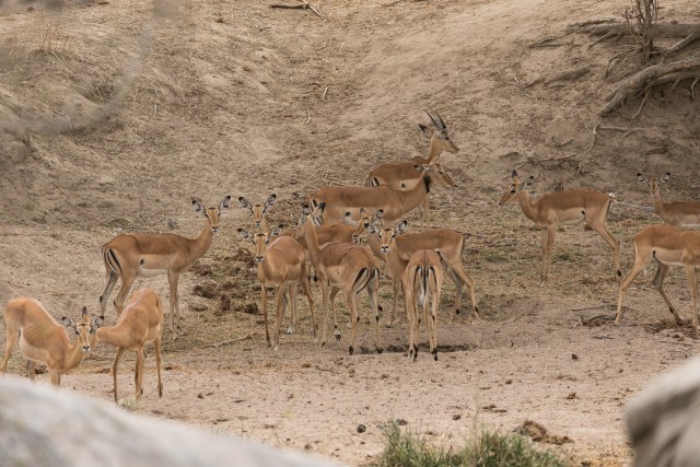 Antiloopi kari Mikumi rahvuspargis söömas, Tansaanias, Aafrikas