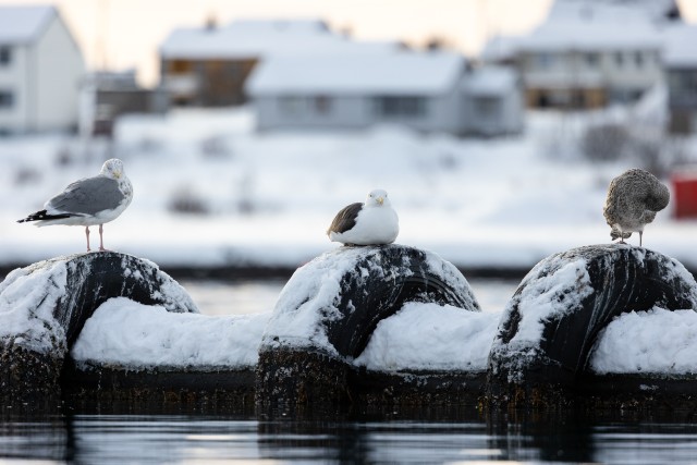 Kajakad jäistel sadama tokkidel, Norra