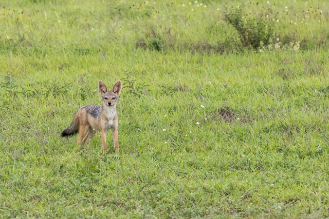 Šaakal Mikumi rahvuspargis Tansaanias Aafrikas