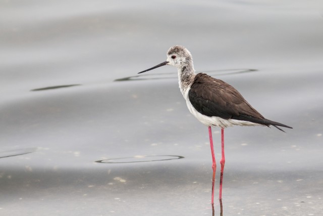 Karkjalg jalgupidi vees seismas, Portugal