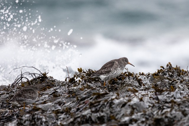 Merirüdi lind mereadru seest süüa otsimas, Norra