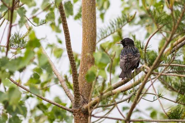 Kuldnokk Gauja rahvuspargis puuoksal tiibu puhkamas, Lätis