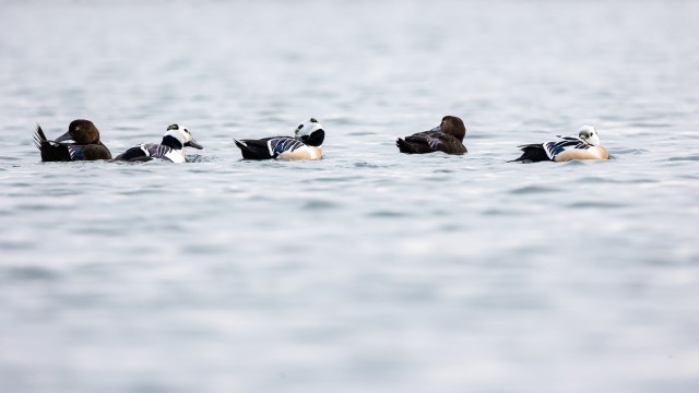 Kirjuhahk lindude parv vees, Norra