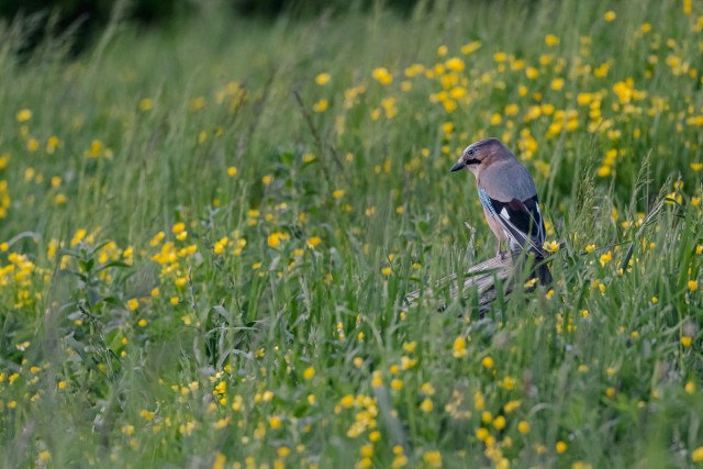 Pasknäär itsumas Karpaatide mäestiku aasal