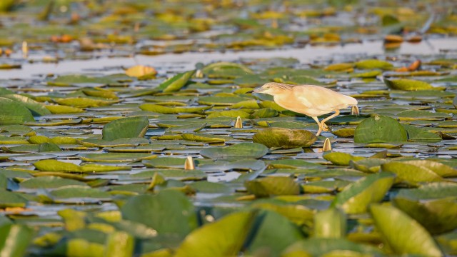 Tiigihaigur Doonau delta jõe suudmes vesiroosil tiibu puhkamas, Rumeenia