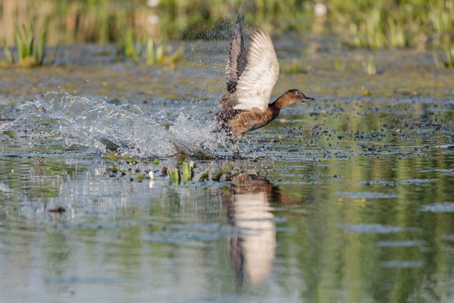 Austraalia vart Doonau delta jõesuudmelt lendu tõusmas , Rumeenia