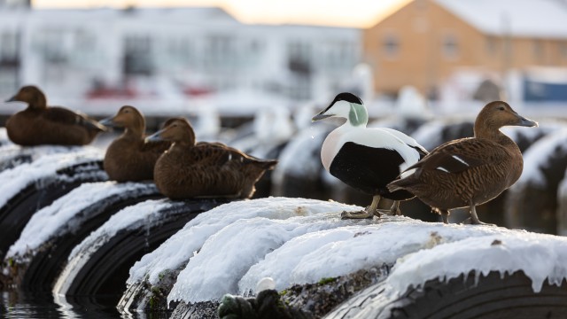 Hahad jäistel sadama tokkidel, Norra