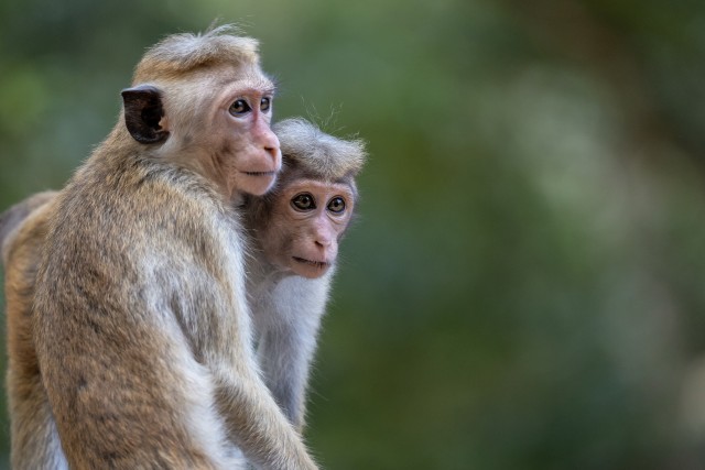 Kaks makaaki midagi pinksalt jälgimas, Sri Lanka