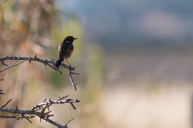 Euroopa kaelustäks oksal päikest nautimas, Portugal