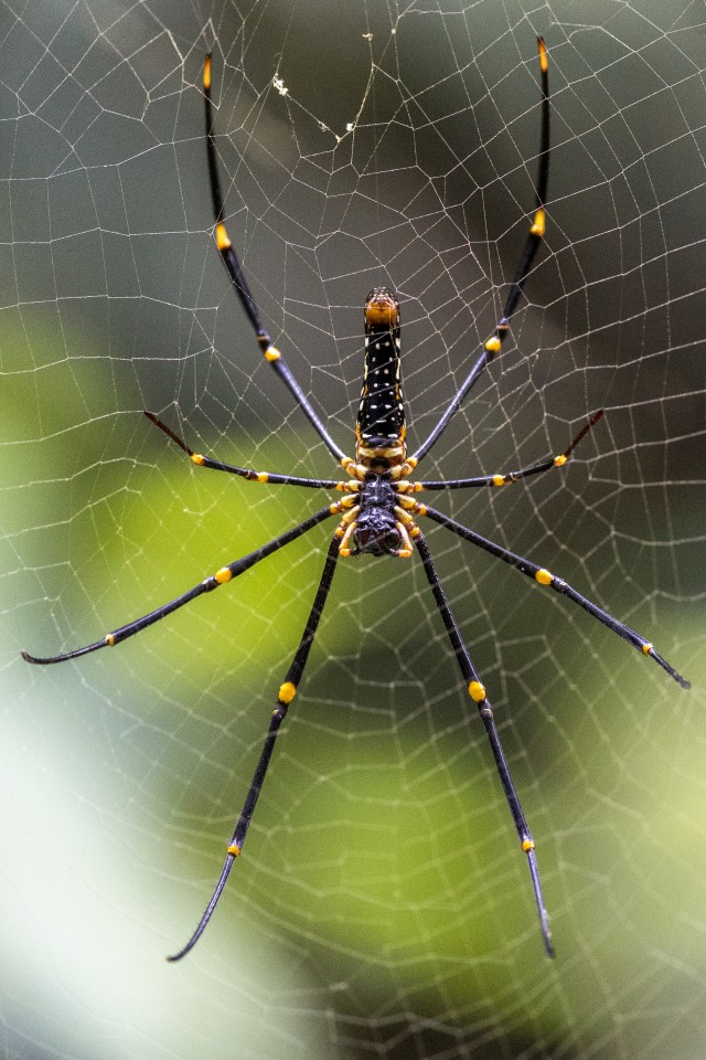 Hiiglaslik puuämblik võrgus, Sri Lanka