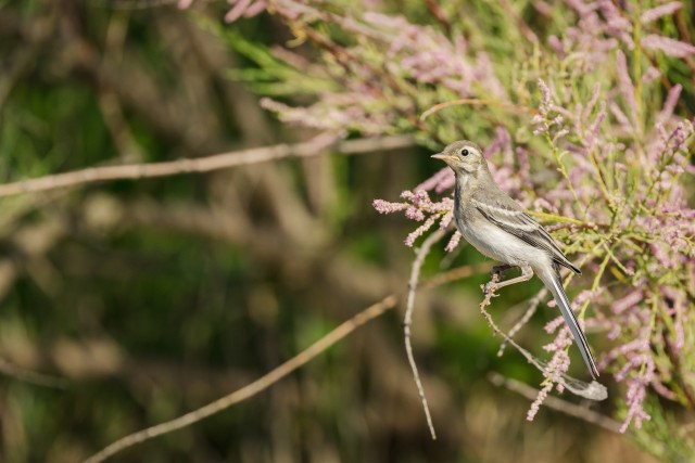 Västrik Doonau delta jõe suudme kaldal tamarix põõsal,Rumeenia