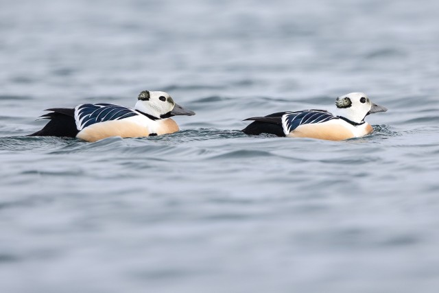 Kaks kirjuhahk lindu vees, Norra