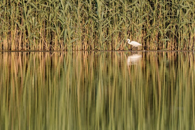 Hõbehaigur jõe kaldal vee sees jalutamas, Doonua Delta, Rumeenia