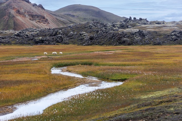 Namskvisli jõgi, Laugahrauni laavavälja kõrval, Landmannalaugar, Fjallabaki looduskaitseala, Islandi mägismaa