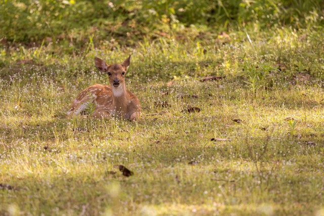 Hirve tall aasal, Sri Lanka
