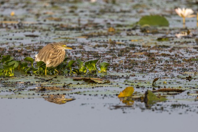 India tiigihaigur vees jalutades, tuntud ka kui paddybird