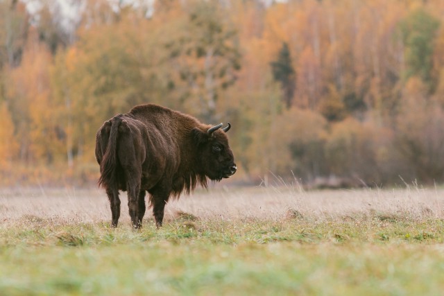 Piison sügisesel aasal jalutamas, Bieszczady mäestik