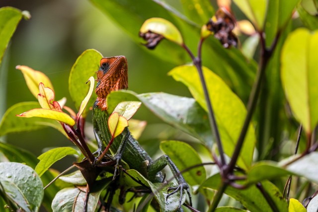 Harilik roheline metsasisalik, kes näitab oma erksaid pesitsusvärve