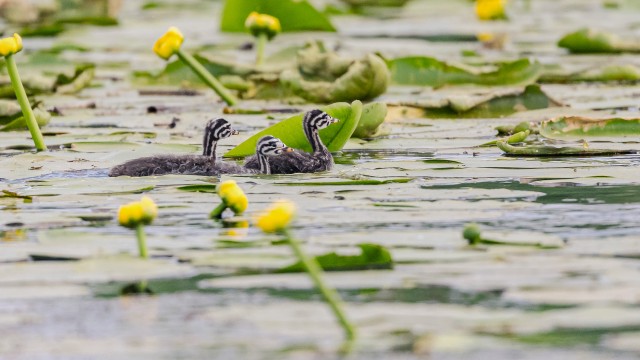 Tuttpüti pojad Doonau delta jõe suudmes vesirooside vahel, Rumeenia